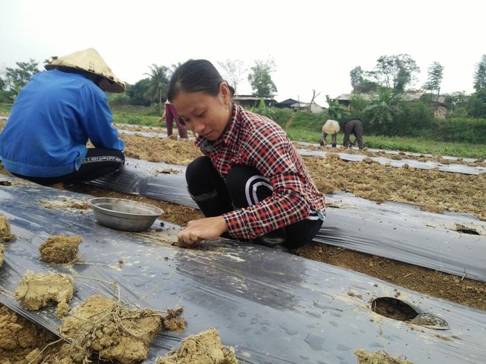 Ảnh 3,4: Những năm gần đây sản xuất vụ đông ở Anh Sơn đã và đang từng bước đem lại nguồn thu nhập chính cho bà con nông dân nên bà con rất tích cực sản xuất