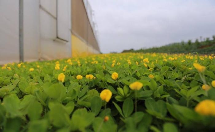 Hoa được trồng ngoài khu vực nhà kính