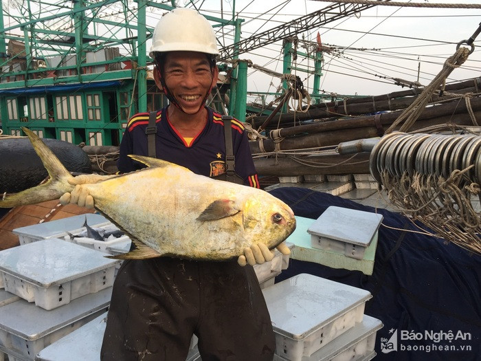 Ngư dân Quỳnh Lưu ứng dụng công nghệ cao trong khai thác hải sản. Ảnh tư liệu