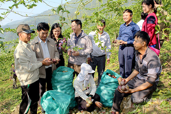 Lãnh đạo huyện Tương Dương khảo sát vùng chanh leo hàng hoá đã cho thu nhập ở bản Thầm Thẩm, xã Nhôn Mai. Ảnh NS
