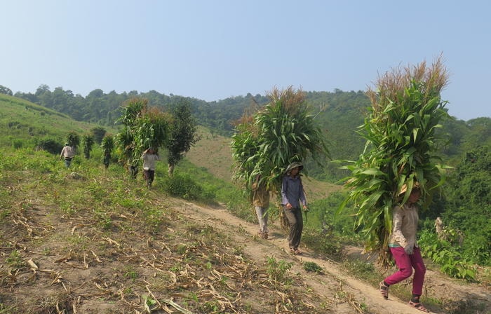 4.Ông La Văn Duy, Chi hội trưởng Hội Nông dân thì cho biết “Những trước thì trồng lấy bắp bán, nhưng 2 năm nay xã đã tư vấn và tìm đầu ra cho sản phẩm nên 2 năm nay ngô được trồng để bán cây cho Cty Sữa TH”. Ông Duy cho biết thêm, trồng ngô trên đất đồi khi thu hoạt có phần vất vả hơn so với trồng ngoài đồng nhưng đôi lại không phải mất kinh phí muôn phân bón và cũng mất ít thời gian chăm sóc. Vụ này Hội Nông dân thu hoạch được khoảng hơn 30 tấn, mỗi tấn được bán với từ 550 -700 ngàn đồng trến tấn. Năm thu nhập cũng không dưới 20 triệu, sau khi trích 30% đóng góp tiền quỹ hoạt động của hội số còn lại sẽ chia cho c  không phải bón phân các hội viên. Trong ảnh Hội viên Hội Phụ nữ đang gùi ngô xuống núi. Ảnh: Đình Tuân. 