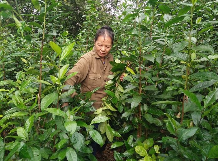 Từ khi có chủ trương của địa phương về xây dựng chè sạch, gia đình chị Hà Thị Lộc thôn 8, xã Cao Sơn đã mạnh dạn đầu tư trồng 5 sào chè. Ảnh: Thái Hiền