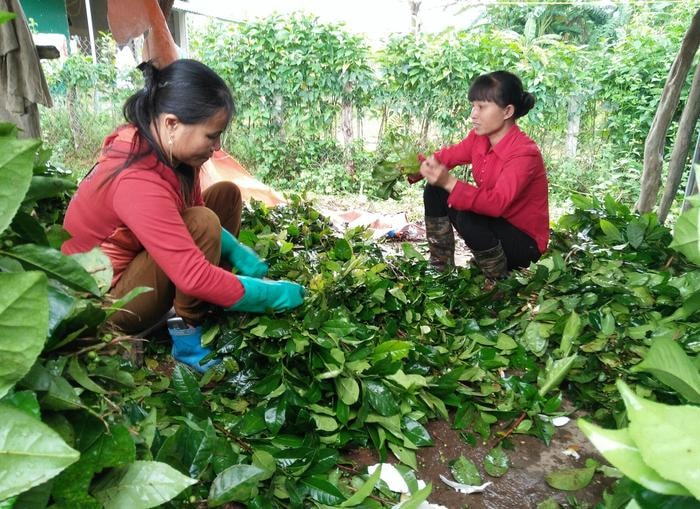 Trung bình mỗi ngày người dân Cao Sơn bán ra thị trường từ 8.000 - 8.500 bó chè. Ảnh: Thái Hiền