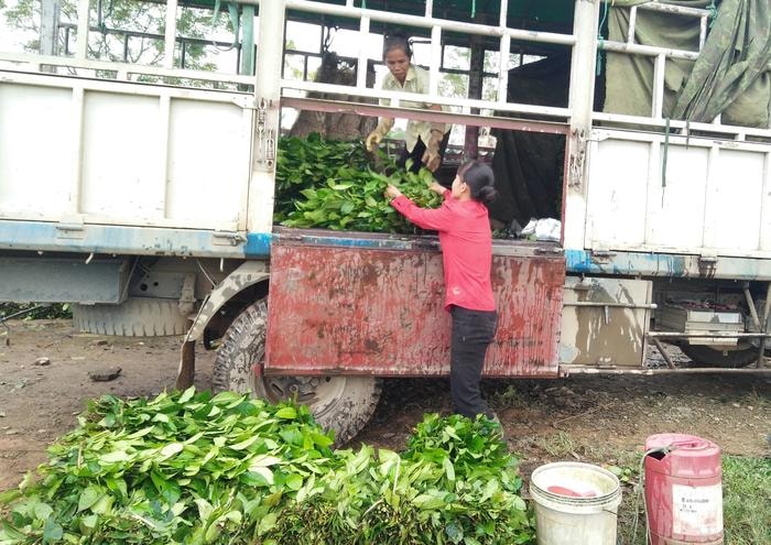 Hàng ngày, có từ 3 - 5 chiếc xe tải của thương lái đến thu mua chè tận vườn cho bà con. Ảnh: Thái Hiền