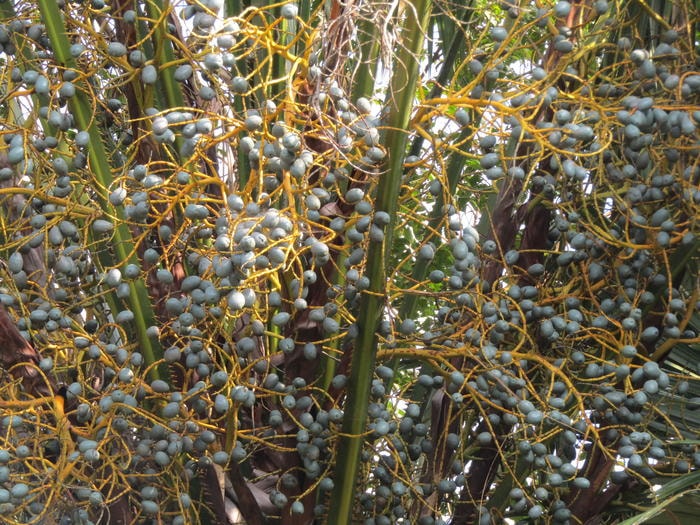 Mùa cọ chín ở Quỳ Châu