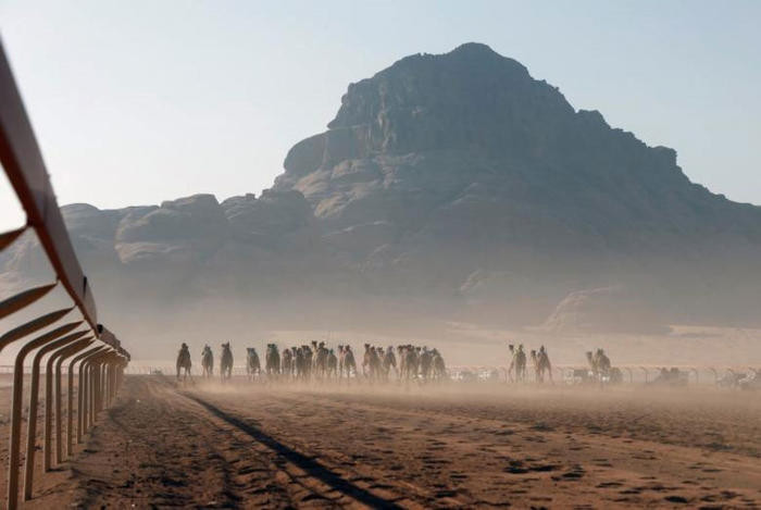 Trong cuộc đua lạc đà tổ chức ở Wadi Rum, Jordan, các 