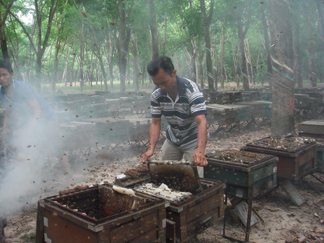 Nuôi ong mật trong vườn cao su.