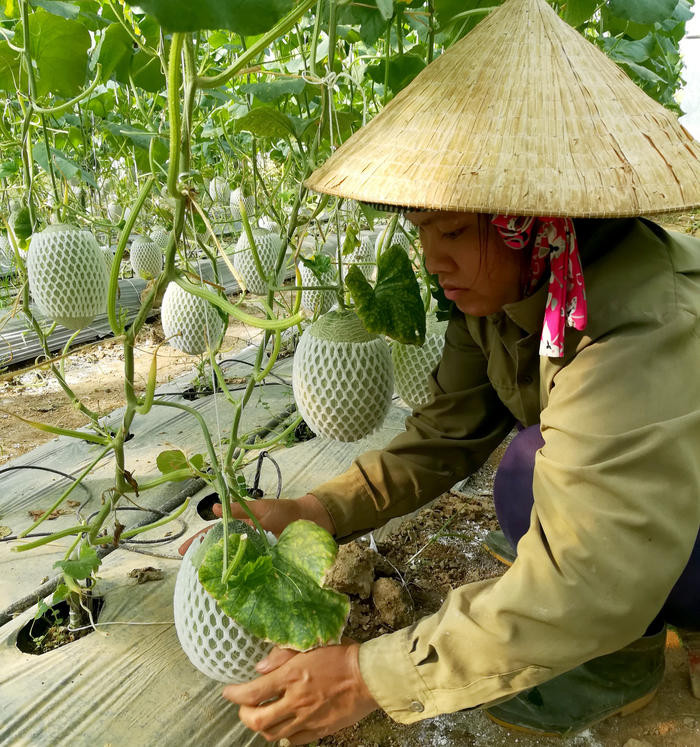 Ông Nguyễn Ngọc Trung cũng là hộ dân đầu tiên ở Con Cuông trồng dưa ngoại (giống từ Mỹ) thành công trong nhà lưới. Ảnh Nguyên Nguyên