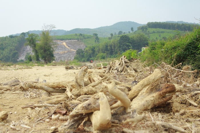 Gỗ từ đầu nguồn trôi về mắc lại bên suối Khe Tằn. Ảnh: Lương Nga