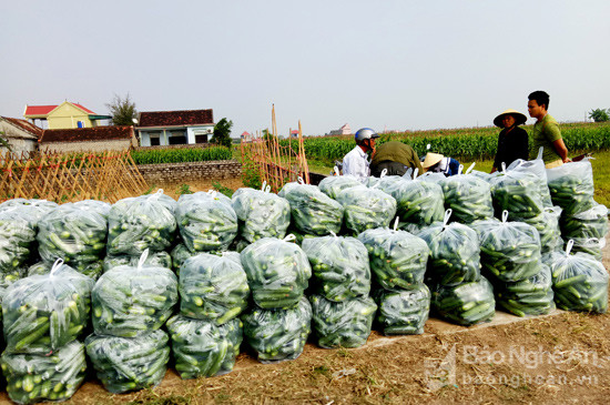 Một doanh nghiệp ở tỉnh Bắc Giang cam kết và thường xuyên thu mua dưa chuột, tạo sự yên tâm cho nông dân sản xuất. Ảnh: Cao Hà