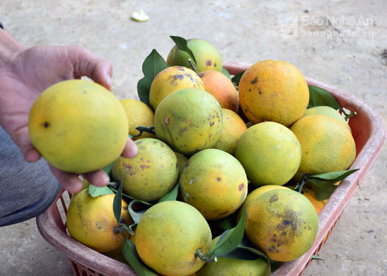  Anh ..... Tuấn chủ hộ trồng cam ở xóm......, xã Minh hợp cho biết loại cam xấu này bán tại vườn 25.000 đồng/kg. Ảnh: Xuân Hoàng