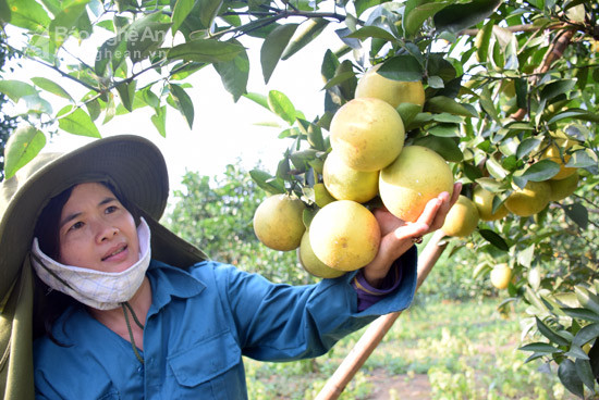  Chị Vân - Chinh một thương lái trên địa bàn xã Minh Hợp, huyện Quỳ Hợp thu mua cam tận vườn với giá 40.000 đồng/kg (loại cam ngon). Ảnh: Xuân Hoàng