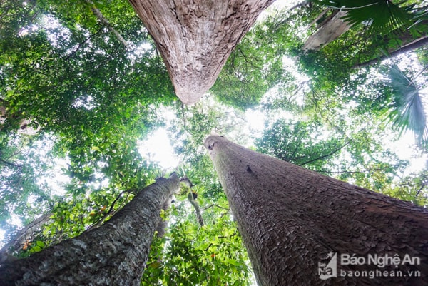 Samu dầu (tiếng Thái gọi là cây Lông lênh) có tên khoa học là Cunninghamia konishii hayata thuộc họ hoàng đàn. Lá cây sa mu có dạng nhọn giống thanh giáo, có răng cưa rất sắc, gai lá xoắn, dài 3-6 cm, rộng 3-5 mm; đầu lá nhọn, cứng; mép lá có răng cưa sắc.