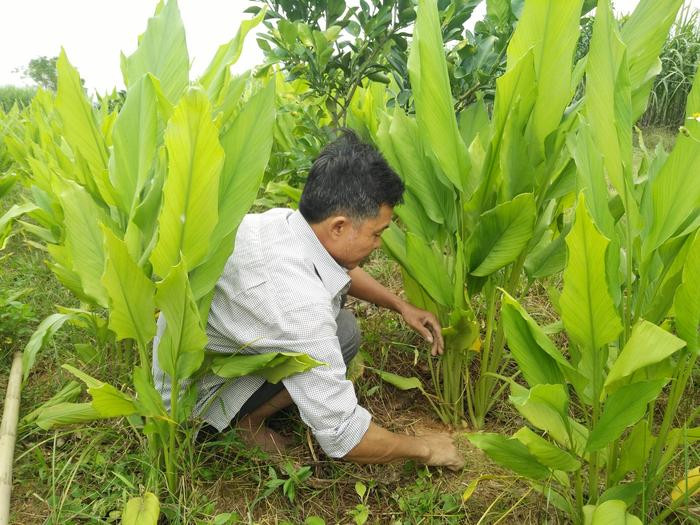 Gia đình ông Đào Văn Thi ở thôn 6 xã Tào Sơn có 2 sào trồng nghệ cho thu nhập cao. Ảnh: Thái Hiền