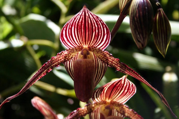 4. Hoa Gold of Kinabalu Orchid: Loài hoa này chỉ có ở Vườn quốc gia Kanabalu đặt tại Malaysia, đó là lý do tại sao nó được gọi là Vàng của Kinabalu Orchid. Và 15 năm mới nở một lần vào khoảng giữa tháng tư và tháng năm nên giá của chúng lên tới 6.000 USD/cây (khoảng 136 triệu đồng).