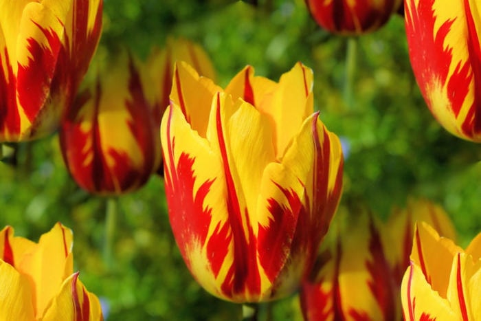 6. Hoa Tulip thế kỷ 17: Hiện này có khá nhiều loại hoa Tulip nhưng để sở hữu những bó hoa “thuần” có nguồn gốc từ thế kỷ 17 thì rất khó. Và giá bán của nó rơi vào khoảng 5.700 USD/bó