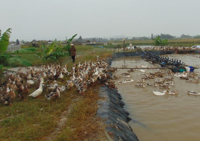 Mô hình nuôi thử nghiệm Vịt biển Đại xuyên 15 của hộ ông Đào Văn Cần ở xã Quỳnh Thuận (Quỳnh Lưu). Ảnh: Như Thủy