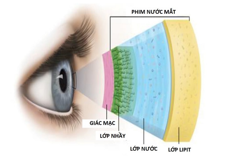 Cấu tạo của phim nước mắt tạo nên bởi nước mắt nền - Ảnh: hoopesvision.com