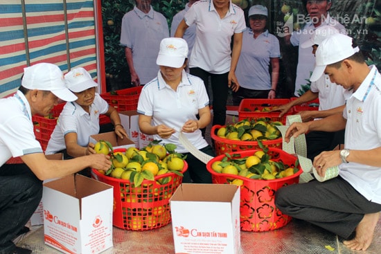 Dán tem truy xuất nguồn gốc điện tử cam Vinh trước khi xuất bán sản phẩm ra thị trường tại HTX Sản xuất và dịch vụ nông nghiệp tổng hợp Tấn Thanh. Ảnh: Quang An