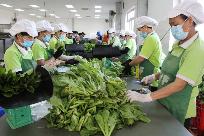 Sơ chế rau tại Công ty CP sản xuất và cung ứng rau quả quốc tế thuộc Tập đoàn TH.