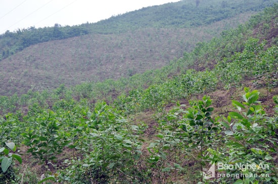 5.Những ngọn đồi hoang ở bản Thạch Sơn, xã Thạch Ngàn (Con Cuông) đang dần được phủ xanh bởi cây keo nguyên liệu