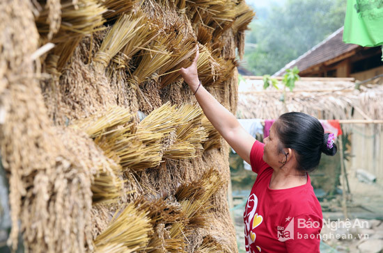 Người dân đồng bào Thái coi việc phơi lúa trên chiếc giàn lúa là phương pháp hữu hiệu. Ảnh: Hồ Phương