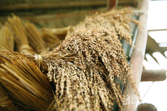 Lúa được chất đầy trên giàn báo hiệu mộ mùa bội thu. Ảnh: Hữu Vi