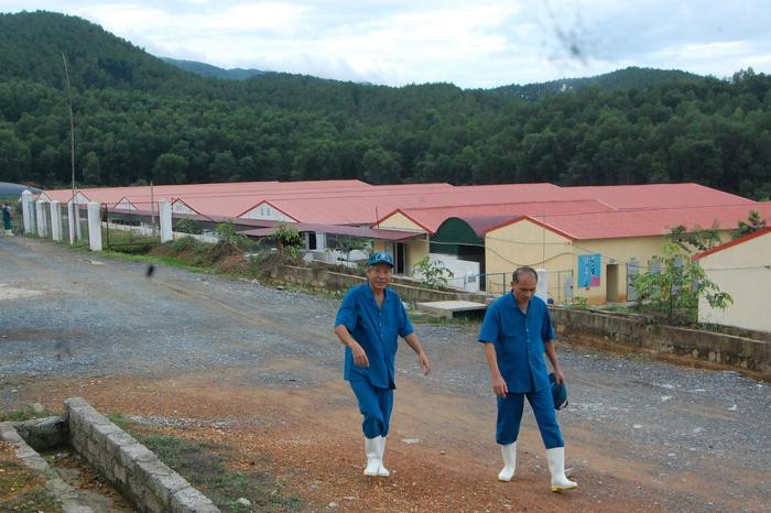 Chăn nuôi lợn ở Trang trại Đại Thành Lộc (Nam Đàn). Ảnh: Châu Lan