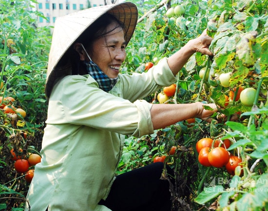 Sản xuất cà chua ghép ở Diễn Châu. Ảnh: P.V
