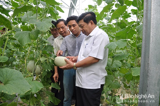 Tham quan vườn rau củ quả sạch công nghệ cao tại xã Hội Sơn do công ty TNHH Nông nghiệp xanh Kim Nhan làm chủ đầu tư. Ảnh Thu Huyền