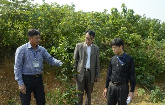Cán bộ huyện, xã kiểm tra mô hình trồng cam trên đất đồi của gia đình anh Nguyễn Văn Miên ở thôn 6, xã Tào Sơn (Anh Sơn). Ảnh: Thanh Lê