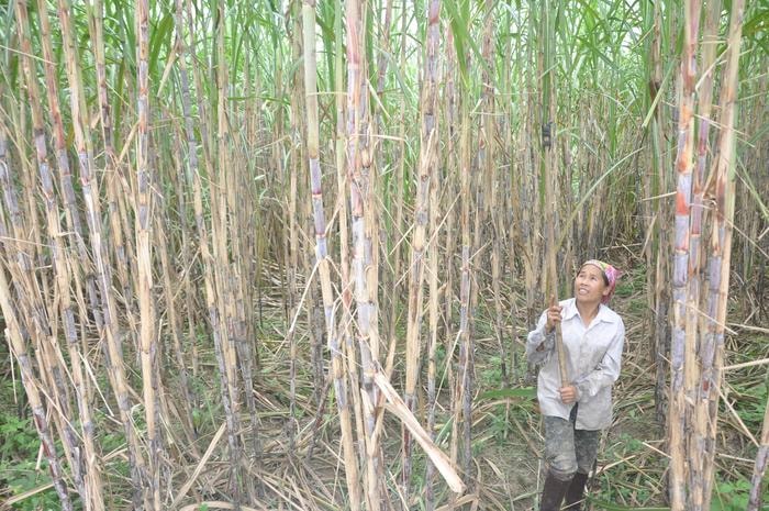 Nông dân xã Thành Sơn (Anh Sơn) chăm sóc giống mía mới. Ảnh: Thanh Lê