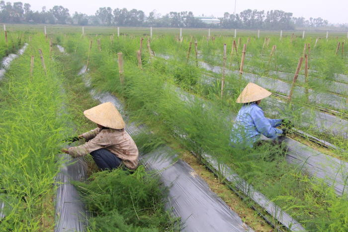 Chăm sóc cây măng tây xanh ở Nghi Liên, thành phố Vinh. Ảnh: Châu Lan