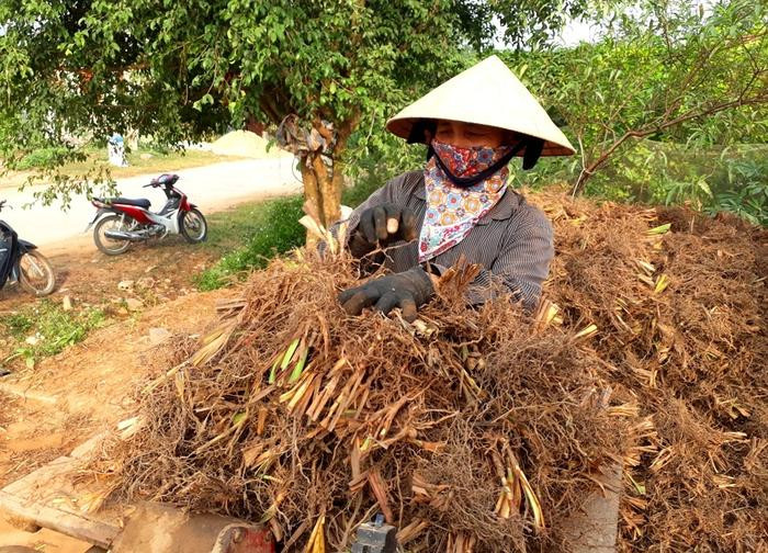 Với 10 sào đất trồng cây hương bài, gia đình bà Nguyễn Thị Hương ở xã Quỳnh Thắng đang tập trung nhân lực lên đồi thu hoạch. Vụ này, mặc dù thời tiết mưa nhiều nhưng năng suất vẫn đạt cao. Sau khi phơi khô rễ nhập cho thương lái, gia đình bà thu lãi ước tính 70 triệu đồng. Ảnh: Việt Hùng