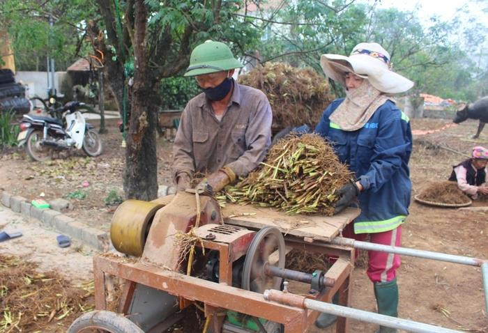 Năm nay, xã Quỳnh Thắng trồng hơn 260 ha cây hương bài, đạt sản lượng đạt trên 1.000 tấn rễ khô; với giá bán từ 30 nghìn đồng/kg, doanh thu khoảng 30 tỷ đồng. Ảnh: Việt Hùng