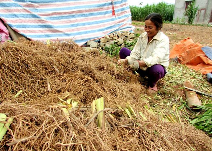 Rễ cây hương bài là nguyên liệu dùng để sản xuất hương trầm phục vụ ngày Tết cổ truyền, Do vậy, trong thời gian này, hàng chục thương lái ở địa bàn xã Quỳnh Thắng tìm mua nguyên liệu, sau đó vận chuyển đi các tỉnh phía Bắc để chế biến thành bột hương. Ảnh: Việt Hùng