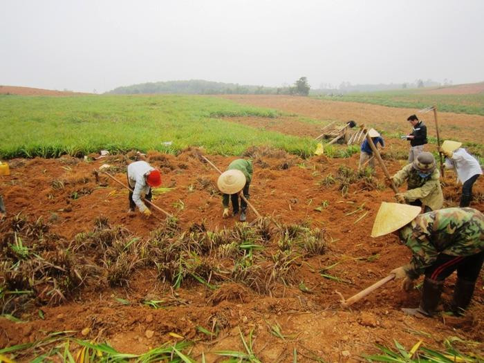 Ông Lê Văn Nga - Chủ tịch UBND xã Quỳnh Thắng cho biết, vào vụ thu hoạch hương bài, mỗi ngày người dân địa phương cung cấp ra thị trường từ 5 - 7 tấn nguyên liệu. Do chất đất tốt nên cây rễ hương phát triển nhanh, được đánh giá chất lượng cao hơn một số vùng khác. Ảnh: Việt Hùng