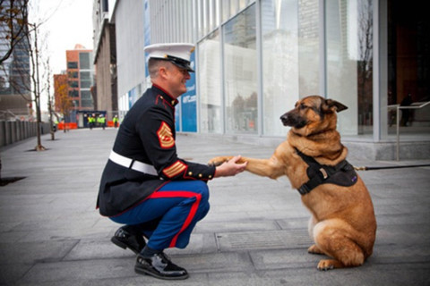 Giống như một người lính thực sự, mỗi chú chó sau khi hoàn thành xuất sắc nhiệm vụ của mình đều được chính phủ Mỹ khen tặng huân chương PDSA Dickin, phần thưởng vinh dự nhất dành cho động vật. Chính vì sự đề cao động vật trong chiến đấu mà không ít chú chó nghiệp vụ của Mỹ có thể sở hữu nhiều huân chương trong khoảng thời gian phục vụ trong quân đội Mỹ.