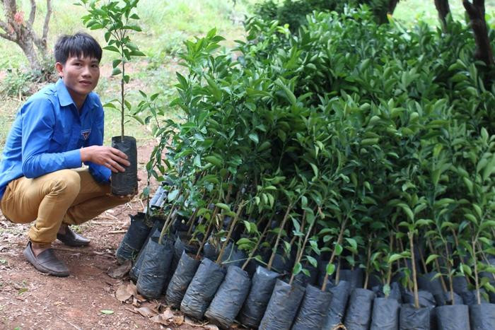 Anh Nguyễn Văn Trung đã mua 700 gốc cam Xã Đoài trồng trên diện tích 1,5 ha và sẽ đầu tư theo hướng công nghệ cao. Ảnh: Hồng Diện