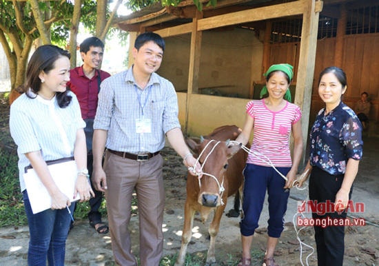 Báo Nghệ An trao tặng bò giống hỗ trợ xã Xiêng My, Tương Dương. Ảnh: Tư liệu