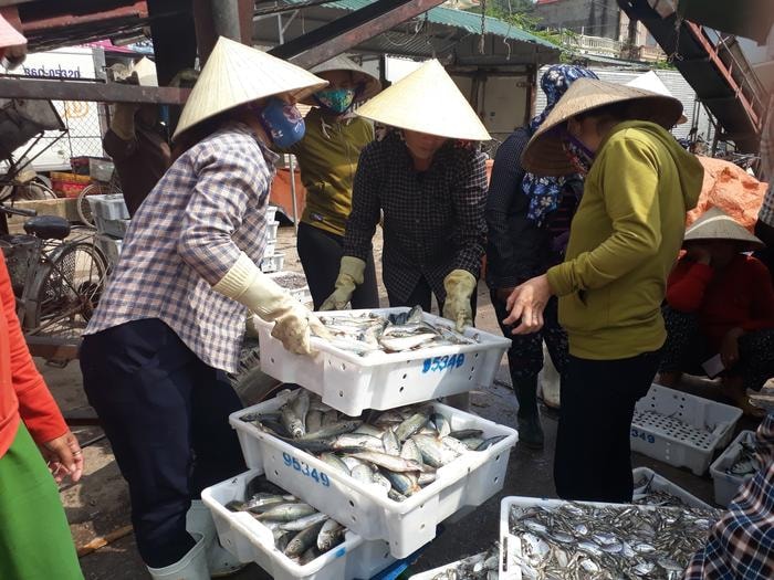 Hiện cá bạc má thương lái thu mua từ 25.000 - 40.000 đồng/kg, tùy vào kích cỡ. Ảnh: Thúy Nga