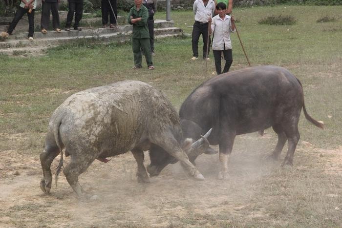 Trong ngày vui này các bản người Mông nơi huyện rẻo cao Kỳ Sơn còn mở hội chọi trâu, chọi bò … Ảnh: Xuân Hòa