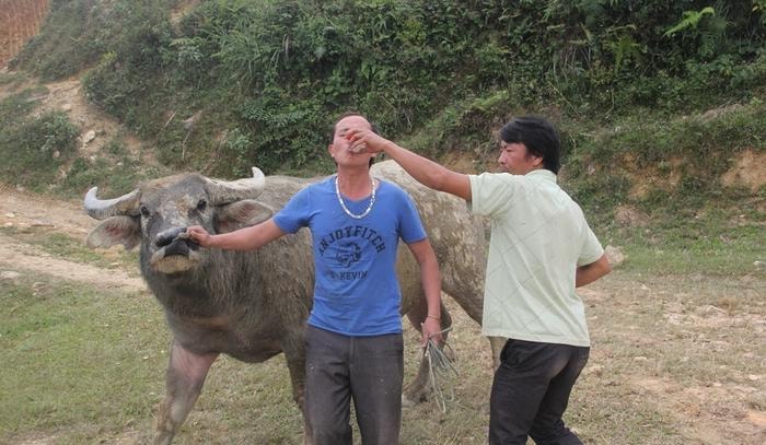 Phần thưởng của những chủ trâu, chủ bò chọi thắng cuộc là chén rượu do trọng tài của bản cử ra rót mời nhưng ai nấy đều vui vẻ. Ảnh: Xuân Hòa 