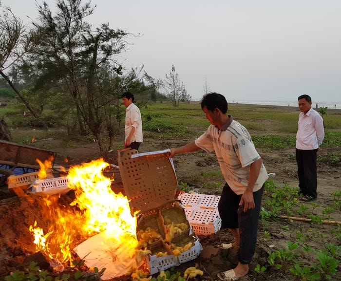 Trạm Thú y Diễn Châu đã tiến hành tiêu hủy theo quy định.