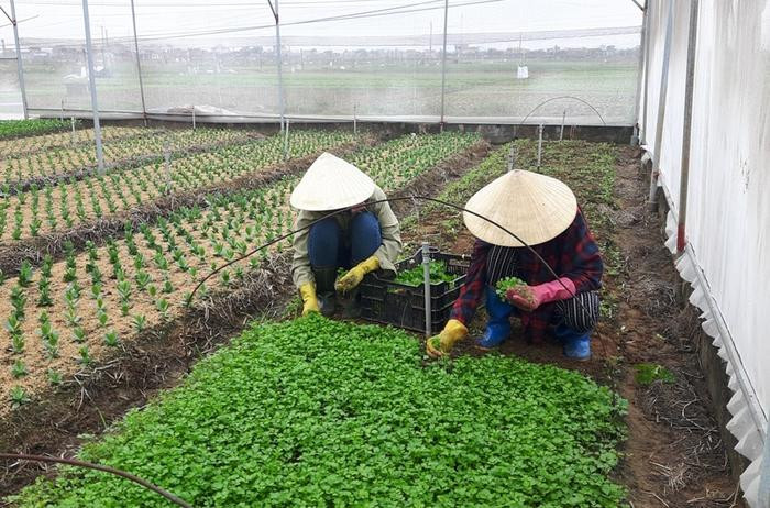 Trồng rau trong nhà lưới hạn chế sâu bệnh, thuốc bảo vệ thực vật nên sản phẩm an toàn, đảm bảo. Ảnh: Hồng Diện