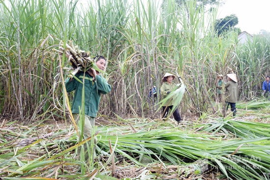  Thu hoạch mía ở xã Tân Xuân, huyện Tân Kỳ. Ảnh: Xuân Hoàng