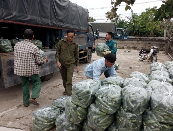 Công ty GOC ở Bắc Giang thu mua dưa chuột cho bà con xã Diễn An (Diễn Châu). Ảnh: Mai Giang