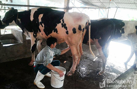 Chăn nuôi bò sữa ở Quỳnh Lưu đang phát triển bền vững, doanh thu đạt gần 14 tỷ đồng/năm. Ảnh: Việt Hùng