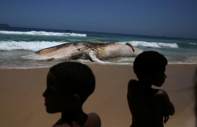 Cá voi chết đã được nhìn thấy trên bờ biển Ipanema ở Rio de Janeiro, Brazil ngày 15 tháng 11 năm 2017