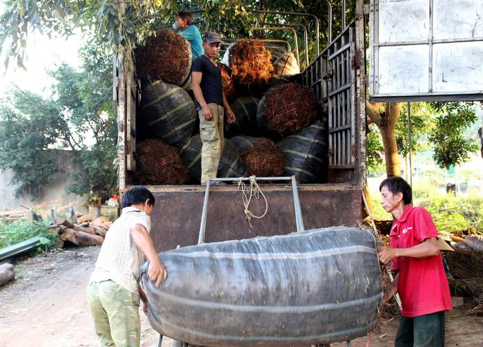 Ông Trần Đình Truyền - Phó chủ tịch xã Thanh Nho khẳng định: “So với các cây trồng khác như chè, sắn, cây rễ hương đem lại thu nhập cao hơn, khoảng 60 triệu đồng/ha. Tuy nhiên, rễ hương khá kén đất, trồng 1 - 2 năm phải luân canh cây trồng khác”. Ảnh: Huy Thư